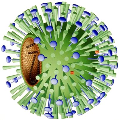 virus influenza