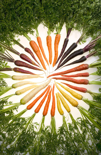 warna - warna wortel 